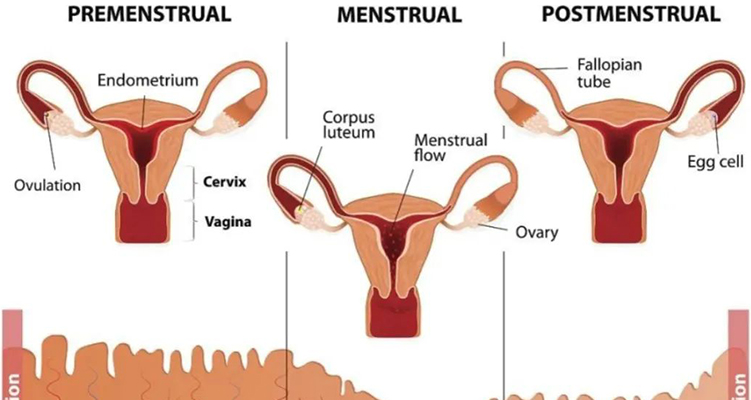 干細胞治療宮腔黏連研究進展