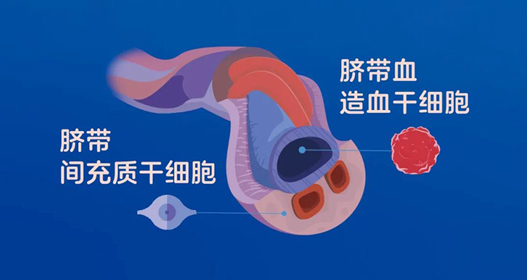 臍帶血存儲的意義與納入醫保的必要性