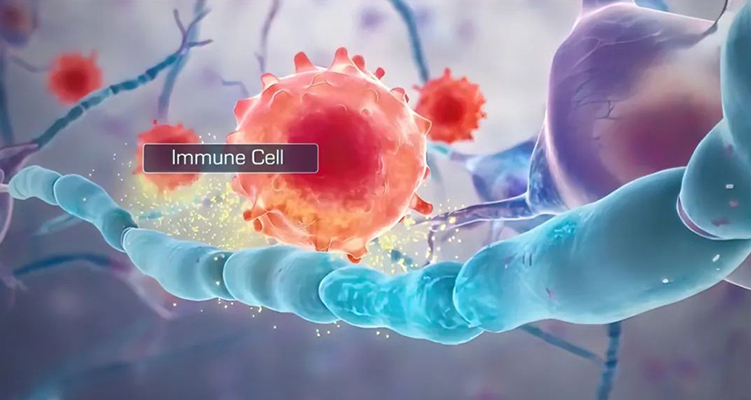 癌癥免疫治療：四大免疫細(xì)胞的“抗癌聯(lián)盟”與協(xié)同作戰(zhàn)