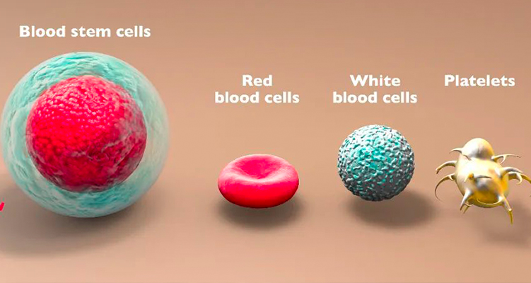 儲存造血干細胞，點亮血友病治愈曙光